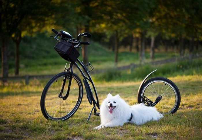 Unleash the Fun: Master Dog Training Online with Ease!