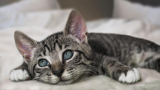The Ultimate Cozy Cat Bed for Feline Snoozing