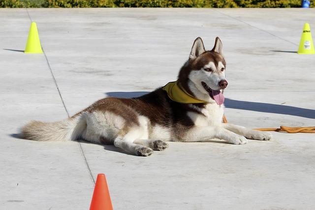 Treat Yo' ⁢Pup: ⁤Reward Strategies for Happy Training⁣ Sessions