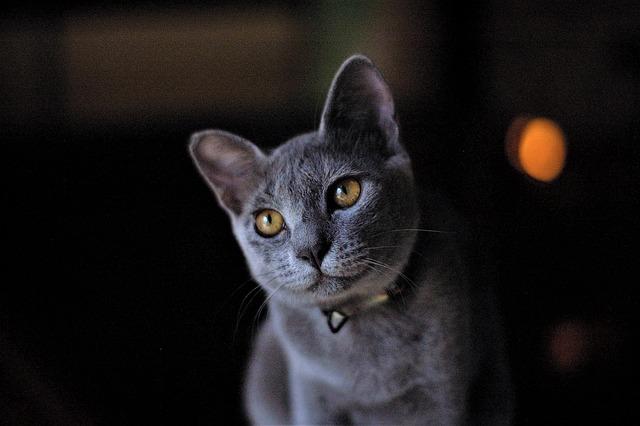Stylish Cat Collars and ID Tags for Your Fashion-Forward Furball