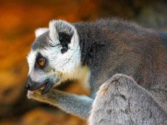 Mastering Paws: Your Guide to Fun Online Dog Training!