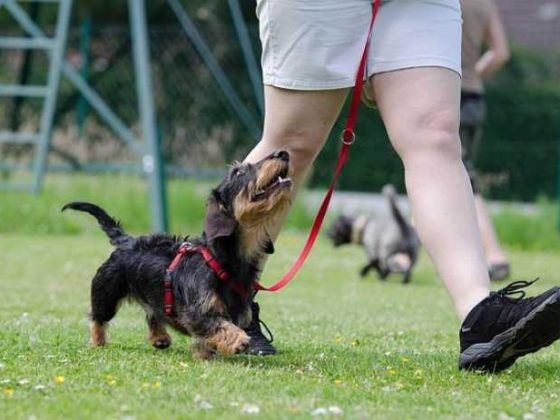 “Unleash the Fun: Top Dog Training Videos You’ll Love!”