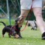 “Unleash the Fun: Top Dog Training Videos You’ll Love!”